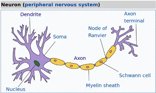 Image of a Neuron in biology